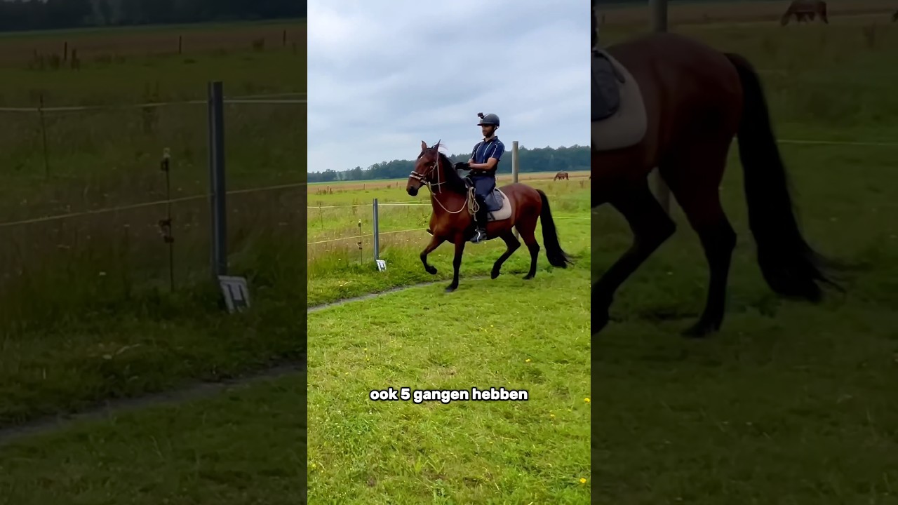 Ken jij dit bijzondere paardenras al?