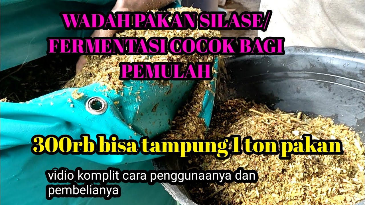 Wadah pakan silase,silo bag, kolam fermentasi