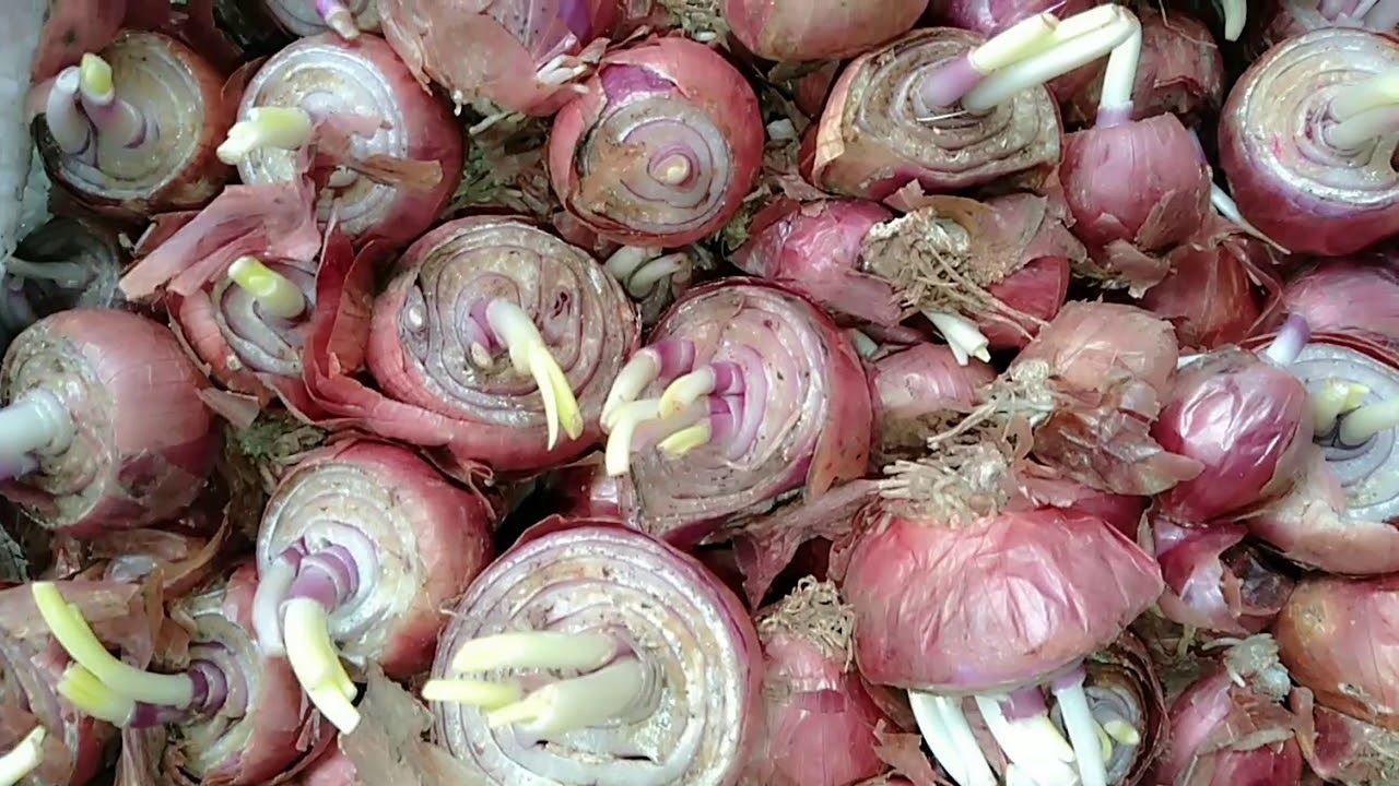 Cara mendapatkan pertumbuhan yg seragam untuk bawang merah