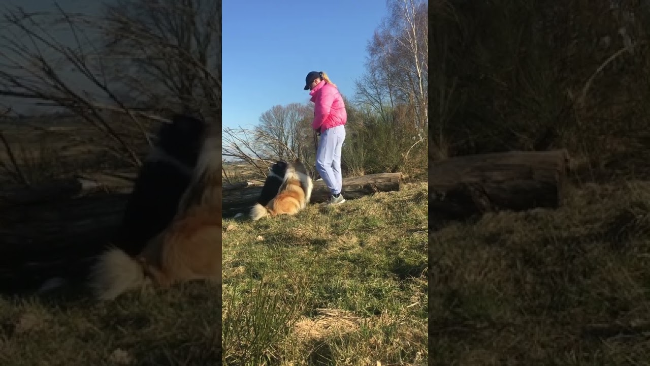 OWCZAREK SZKOCKI TRENING NA SPACERZE | COLLIE ROUGH TRAINING ON A WALK