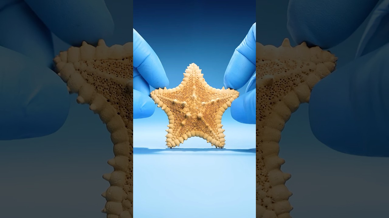 Starfish Eat Unlike Any Other Animal