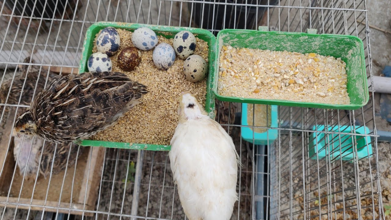 কোয়েল পাখিকে কখন কি খাবার খাওয়াবেন ? || Quail bird feed list || @mostakimagro