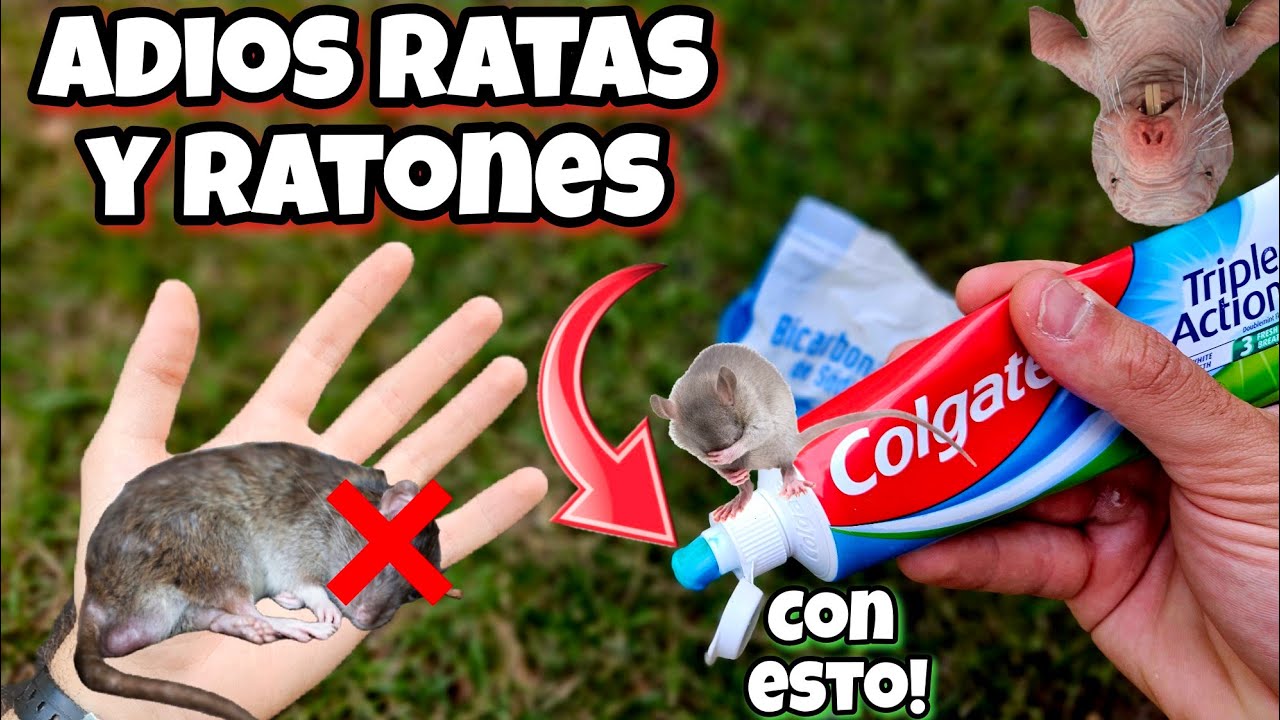 Esto es 1000 VECES + POTENTE que otros VENENOS CASEROS para eliminar y MATAR RATAS o Ratones de casa