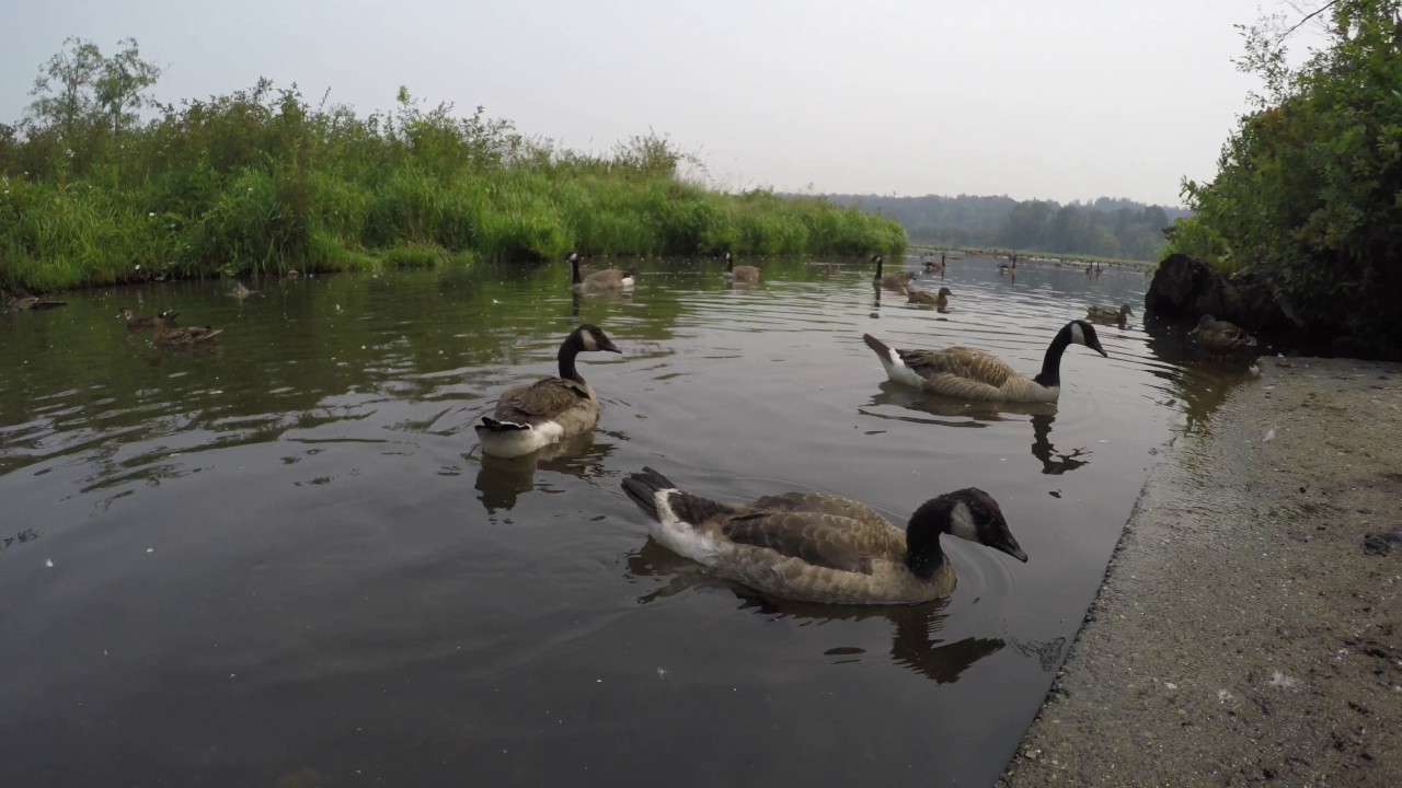 Burnaby Lake In 4K