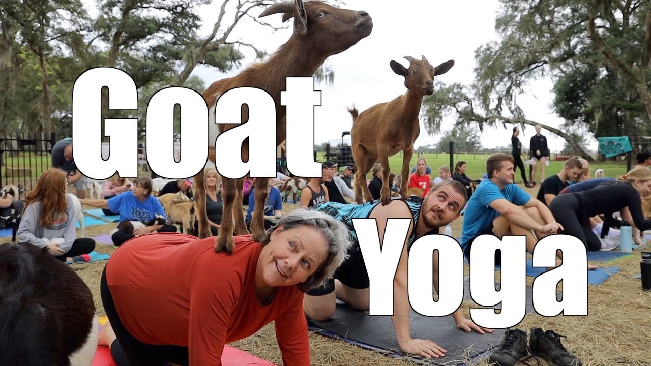 What Is Goat Yoga?