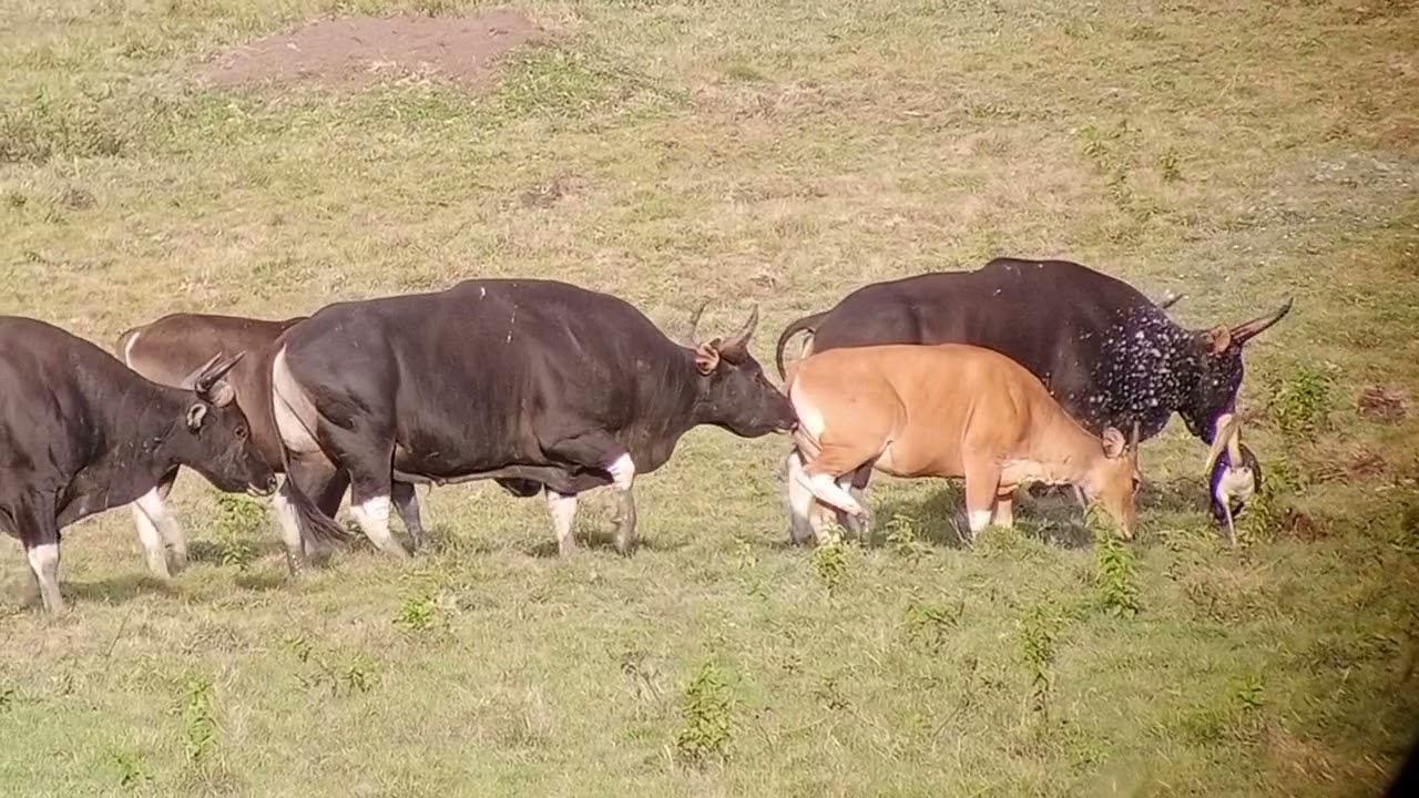 dipaksa melayani jantan rame rame, banteng jawa | Banteng Liar