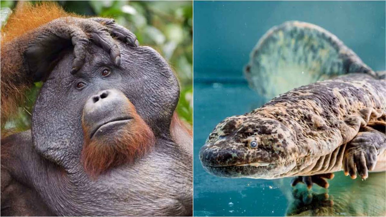 Top 10 most beautiful endangered animals