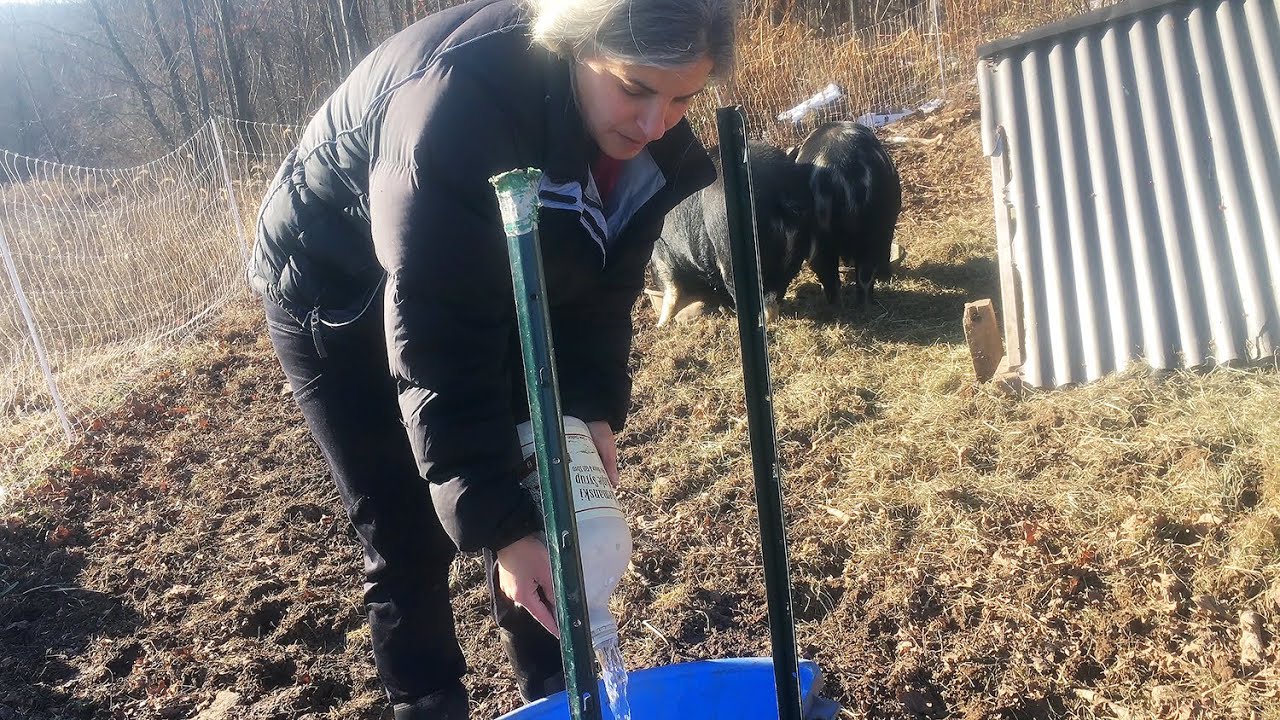 Winter water solution for pigs