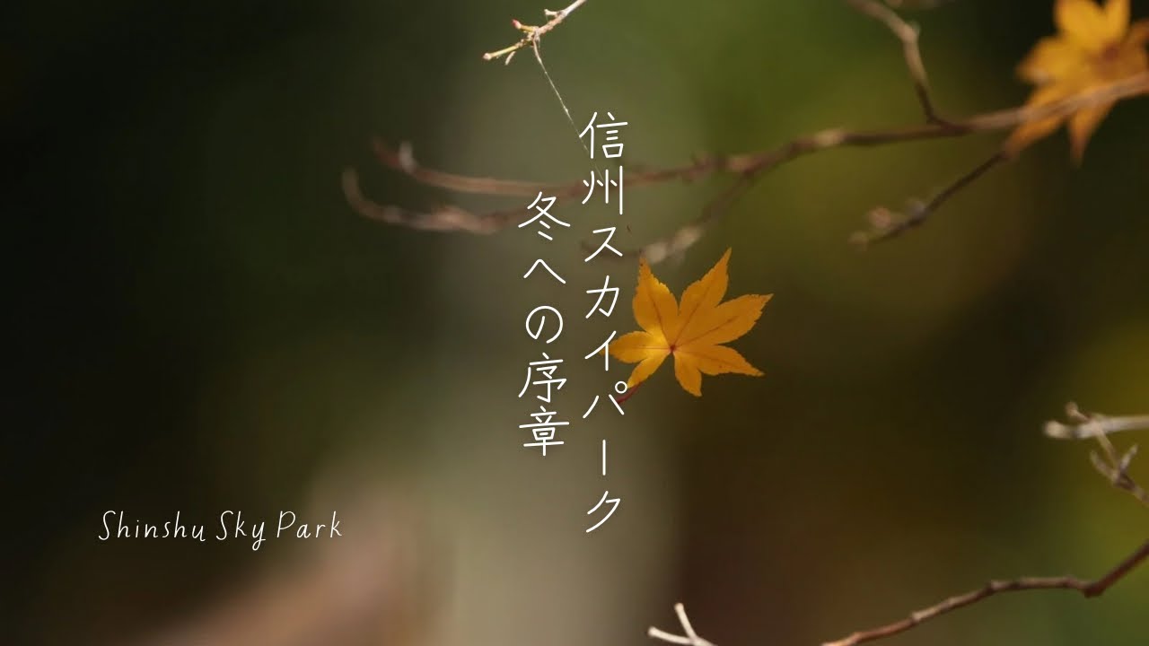 信州スカイパーク｜蜘蛛の糸がつなぐ秋の記憶