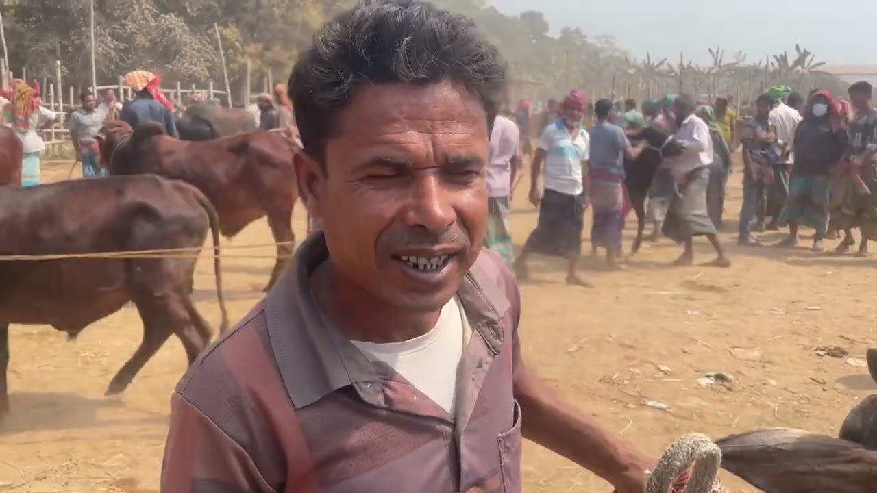 নয় মাইল চুয়াডাঙ্গা গরুর হাট 