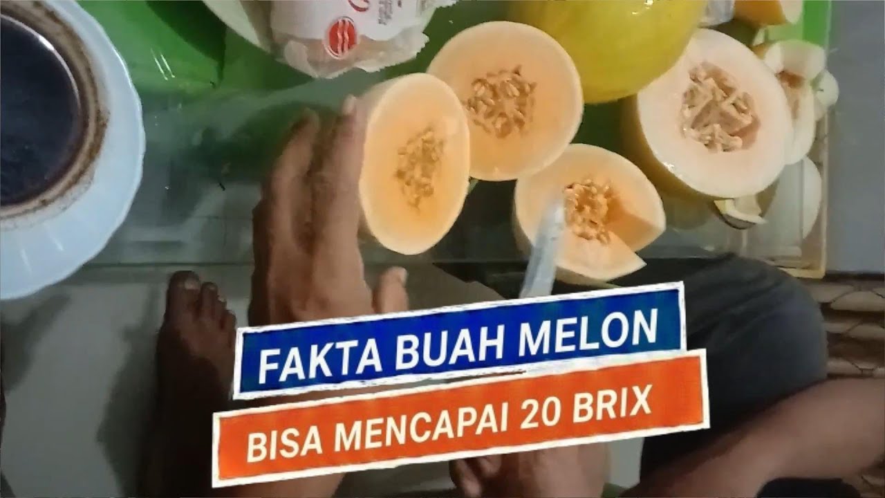 LUAR BIASA !! VARIETAS MELON APA YANG BISA TEMBUS KEMANISAN 20 BRIX ???