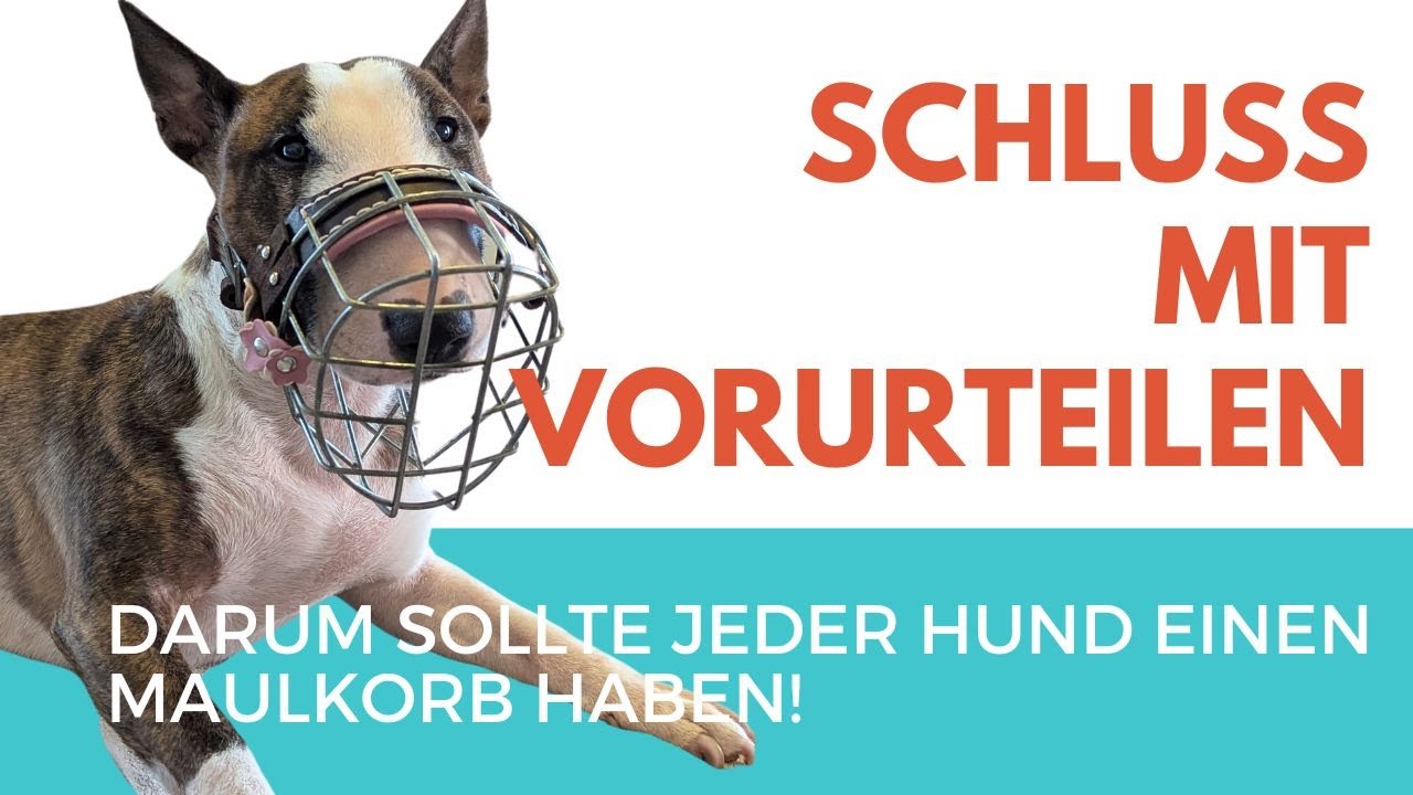 Maulkorb für Hunde: Das musst du wissen, bevor du einen kaufst!