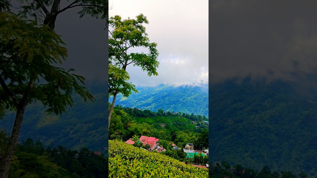 Tukvar Village #darjeelingdiaries #travel #offbeatdarjeeling #teagardens