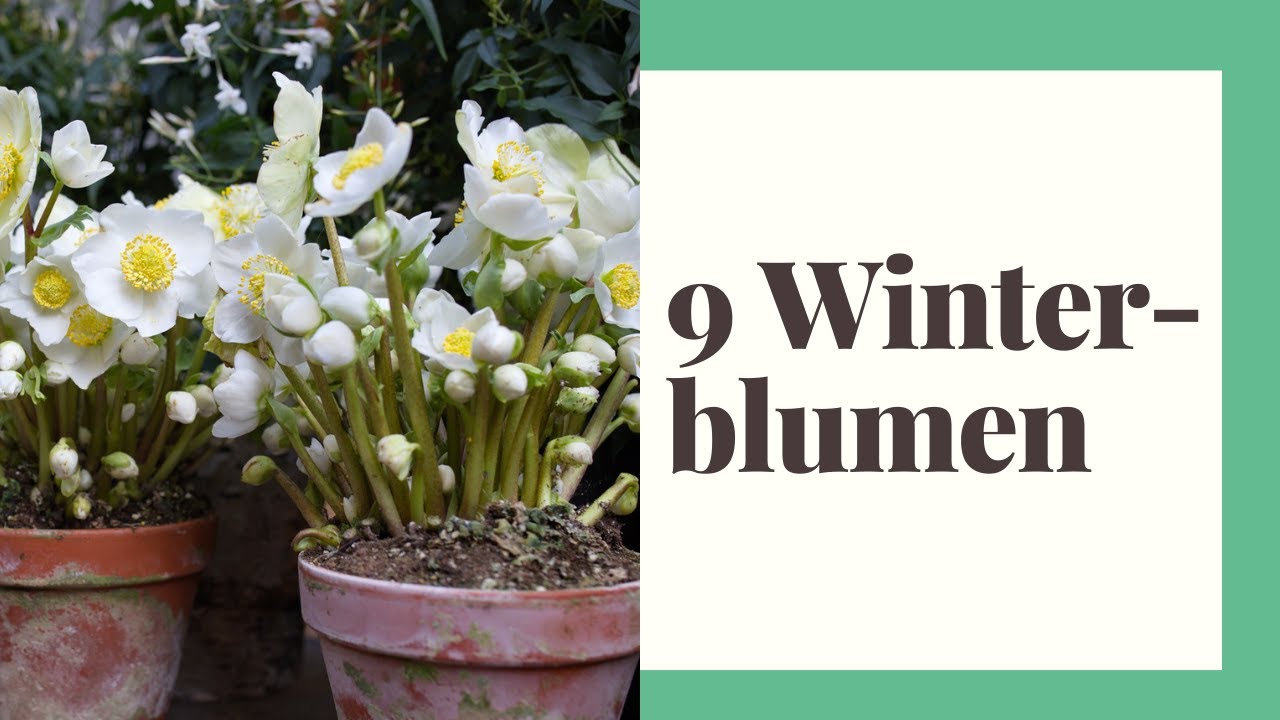 9 Winterblumen, die Ihren Garten in der kalten Zeit verschönern