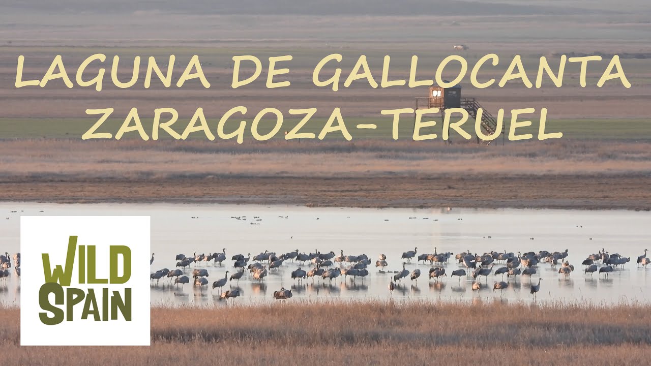 Wild Spain - Capítulo 50 - Reserva Natural Laguna de Gallocanta, Zaragoza-Teruel.