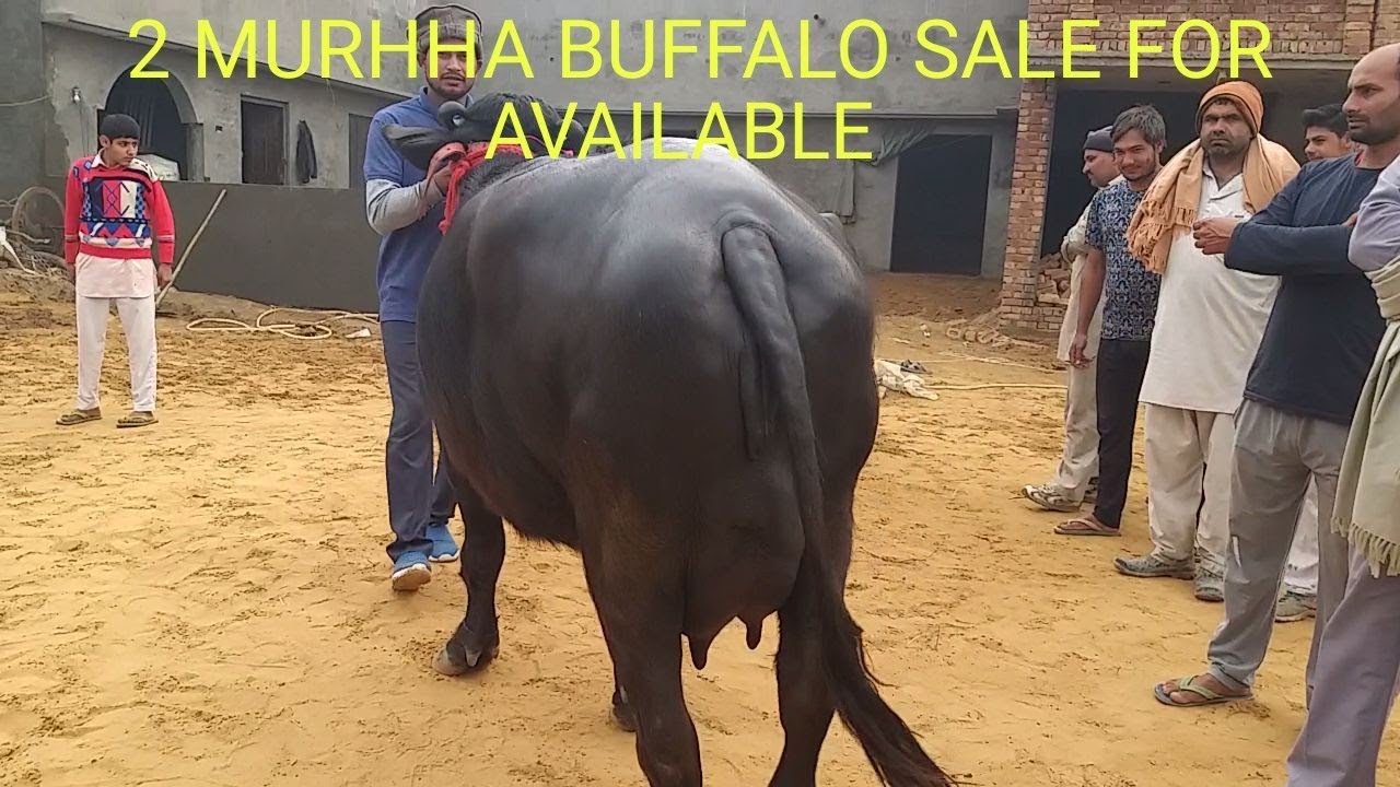 2 MURRHA BUFFALO FOR SALE MILK CAPCTY 25kg and 19 KG IST TIME DELIVERY VILL-JATAI DIC BHIWANI