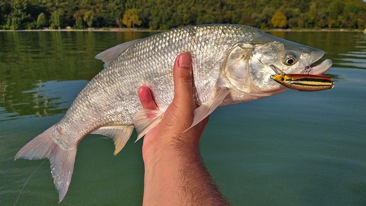 Rico Boss 90, a balincsali 4K