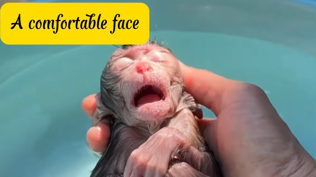Adorable Baby Monkey Falls Asleep in the Bath 😴🐒