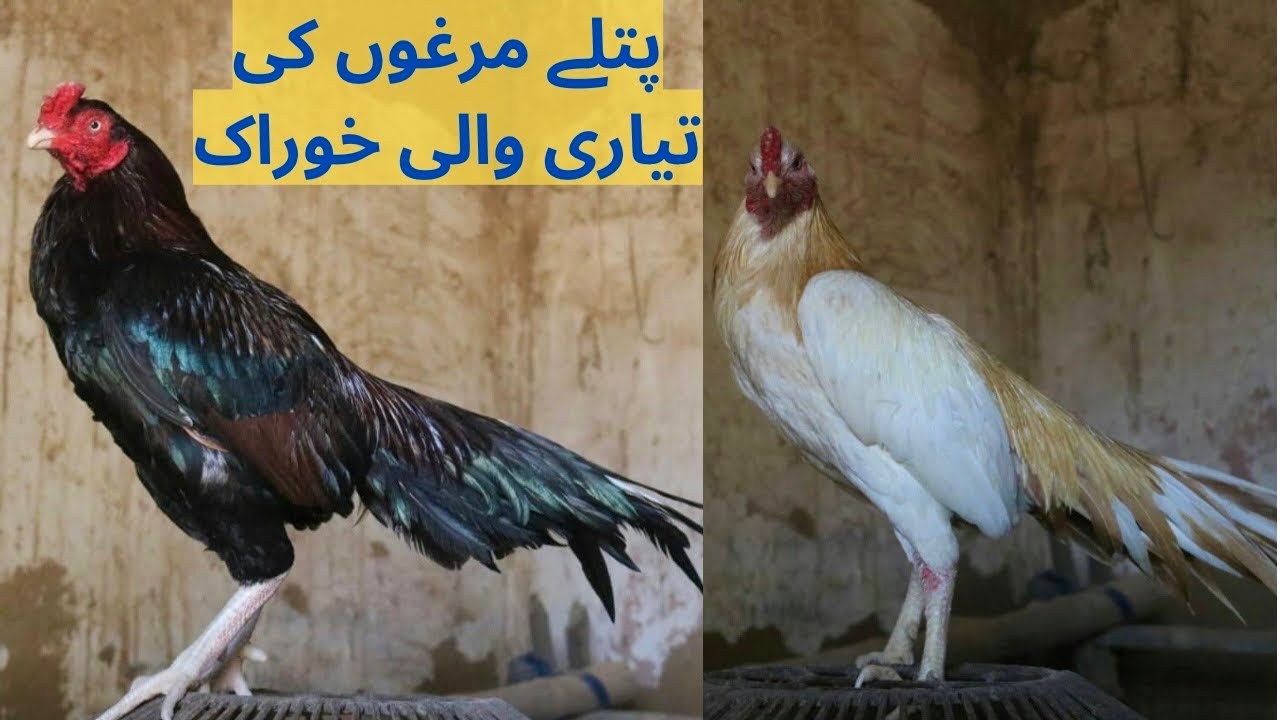 Patlay Murghon Ki Tyari Ki Sabsy Qeemti Khurak
