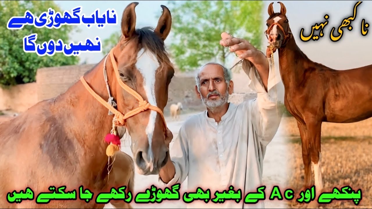 Nayab Ghodi | Keep Desi Horses Without AC or Fans | Pakistani Horse Care Tips