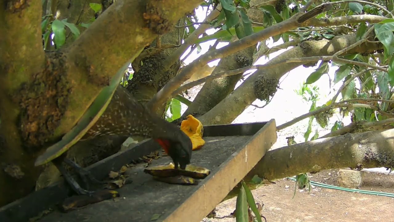JACU (PENELOPE) #aves 
