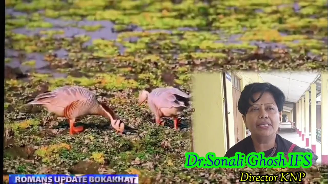 শীতকালত দেশ বিদেশৰ পৰিভ্ৰমী চৰাইৰ প্ৰিয় ঠাই কাজিৰঙা ৰাষ্ট্ৰীয় উদ্যানলৈ কিমান প্ৰজাতিৰ চৰাই আগমন ঘটে?