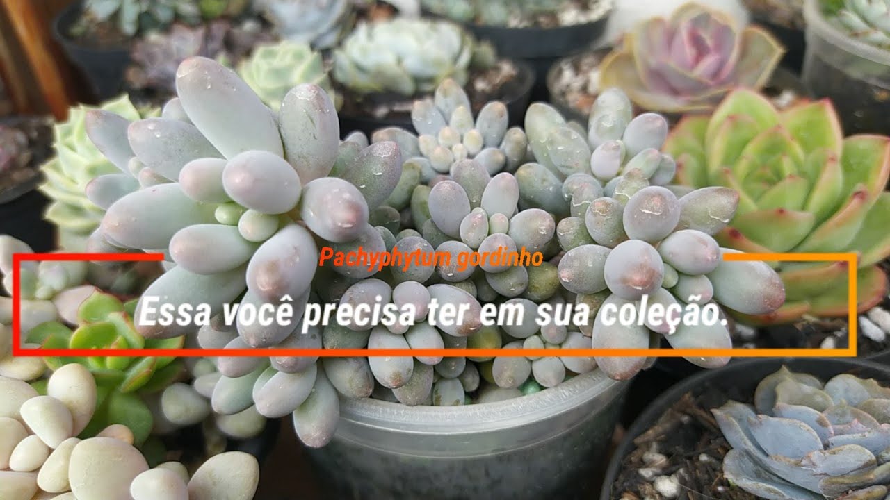 Pachyphytum e Pachyveria suculentas  muito delicadas que encantam.