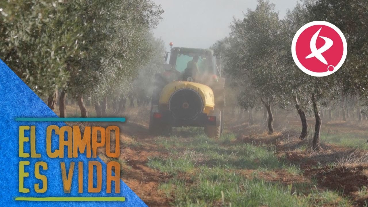 Cobre, el tratamiento principal para combatir el repilo en 3000 olivos | El campo es vida