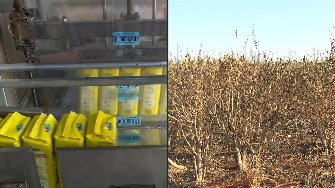 La sequía pone en jaque la producción de yerba mate en Argentina | AFP