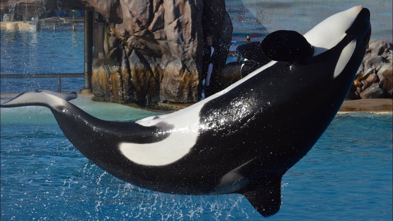 Orca Encounter 2.0 (Full Show) [7/5/25 6:00 PM)