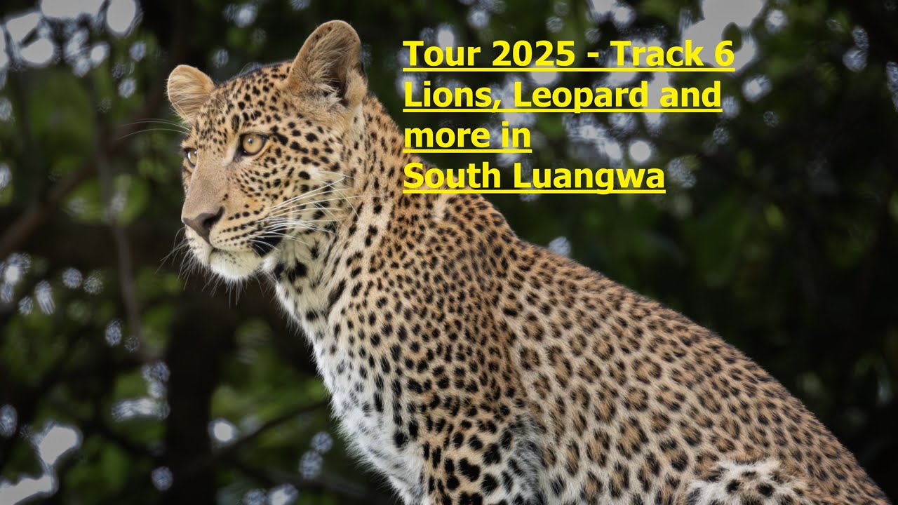 Tour 2025 - Track 6 - Lions, Leopard and much more wildlife in South Luangwa National Park - 4k