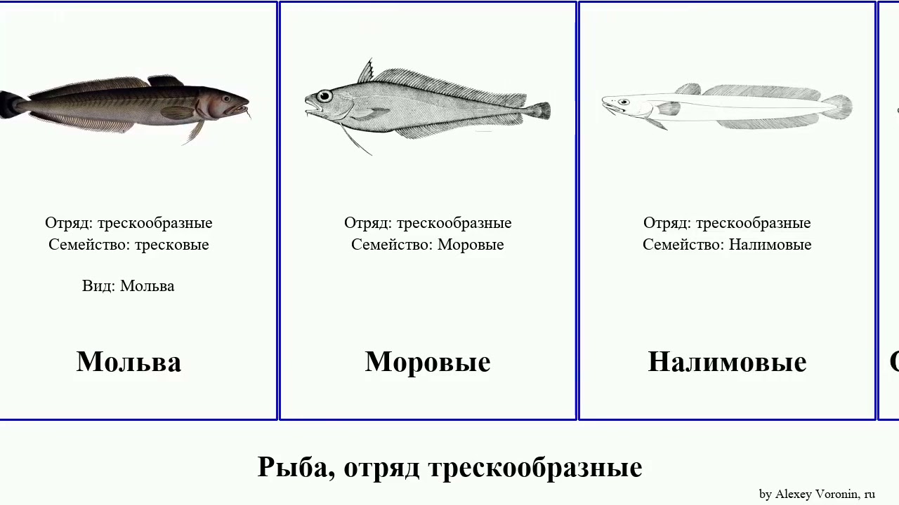 Рыба, отряд трескообразные мерлуза fish треска Долгохвостовые штейндахнерия Менёк Орегонская Sound