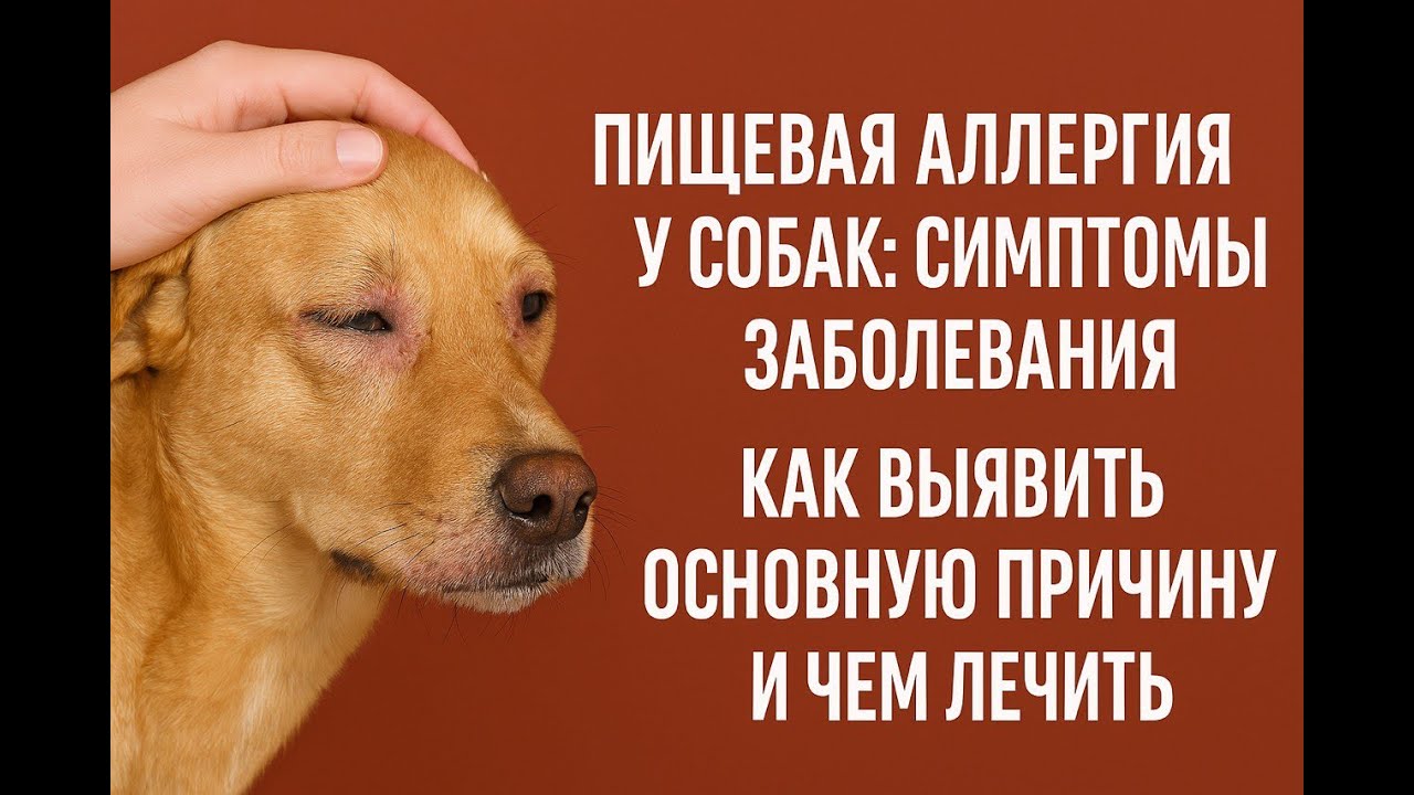 Пищевая аллергия у собак: симптомы болезни | Как выявить главную причину аллергии и как ее лечить