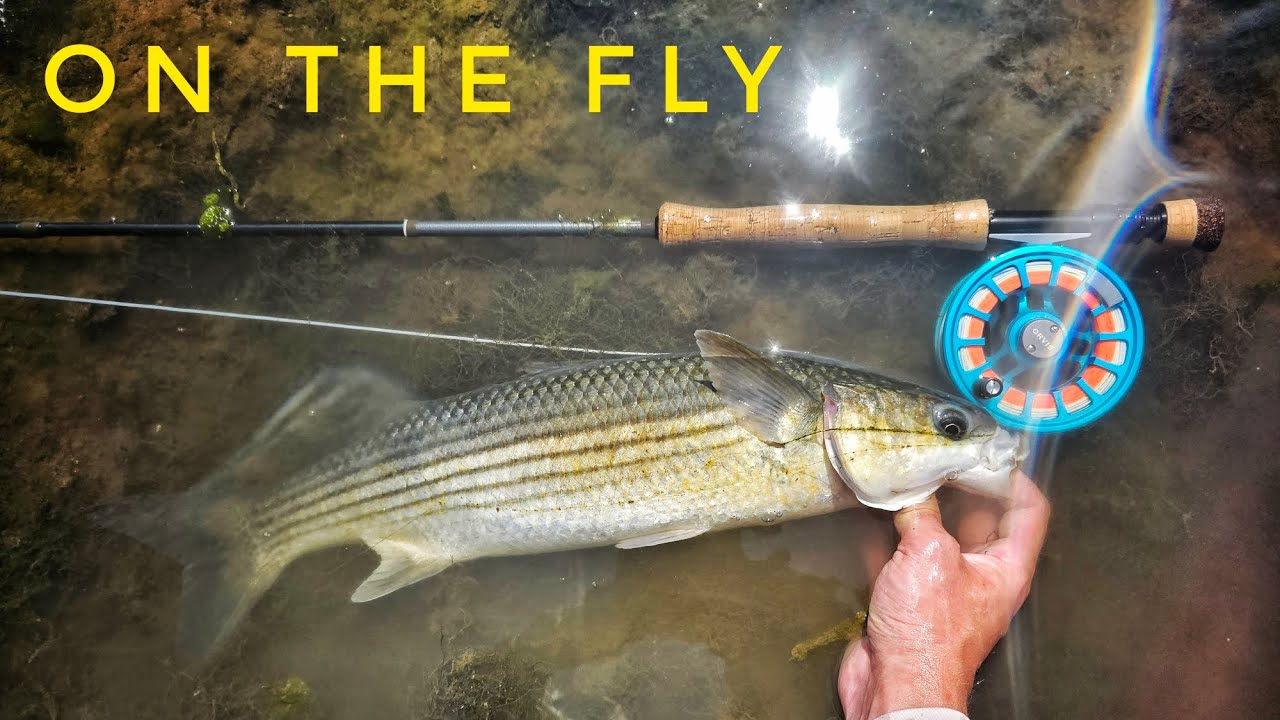 SALTWATER FLY FISHING / MULLET MIRACLE