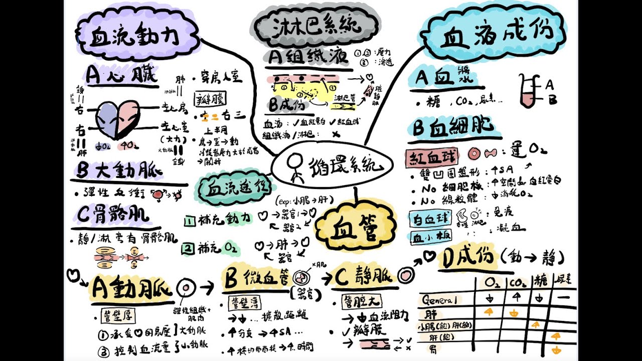 [DSE BIO 生物科]一圖溫一課系列－08 人類循環系統（繁中字幕）