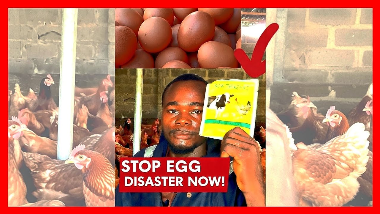 STOP EGG DISASTER NOW WITH THIS!