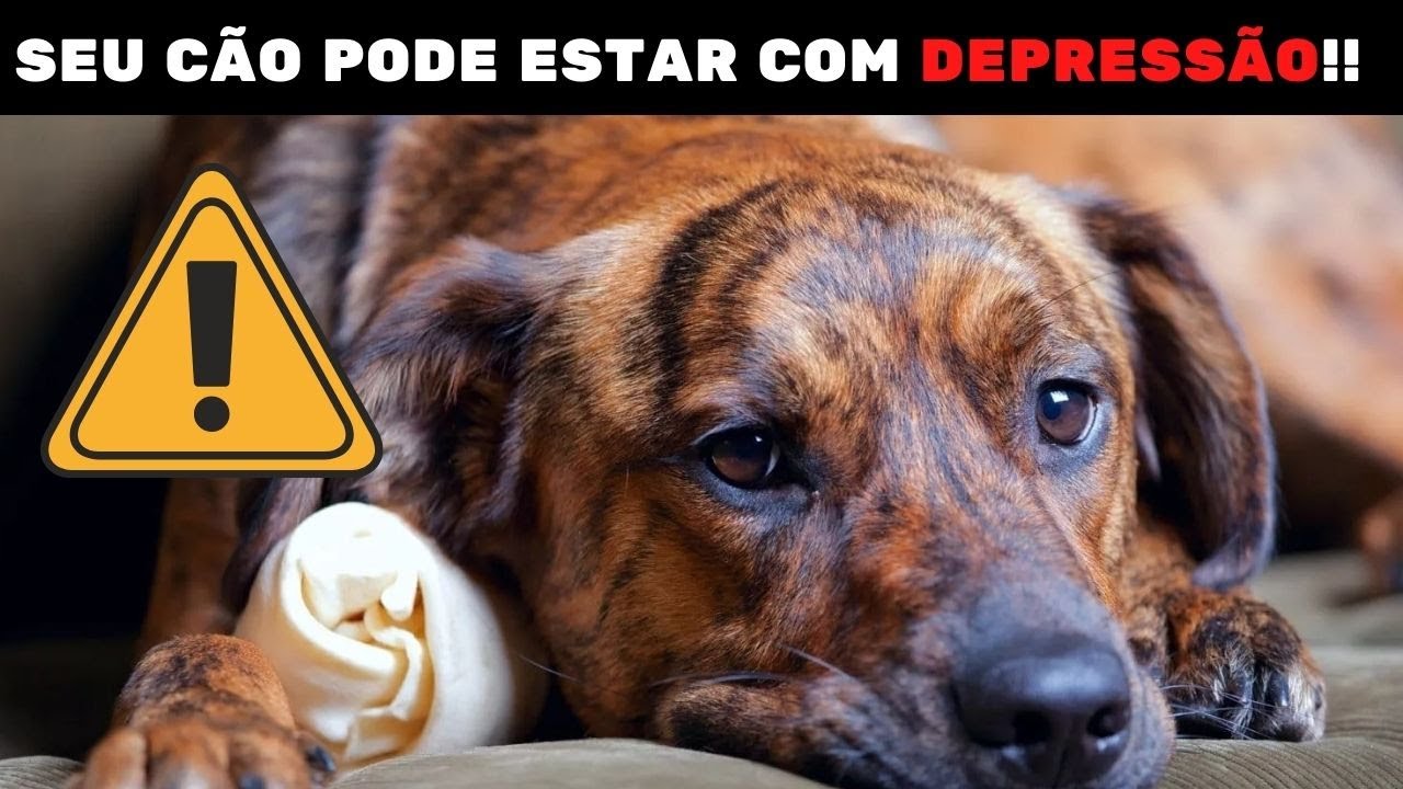 O Que Fazer Quando Meu Cachorro Está Triste? Seu Cachorro Pode Estar Com Depressão!