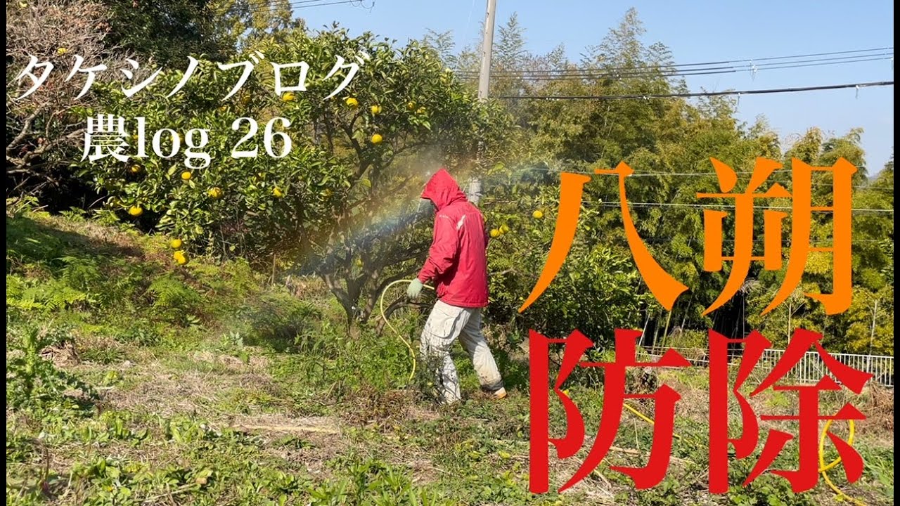 【 農log 26 】みかん畑の病害予防 #畑仕事 #週末農業 #八朔みかん #はっさくみかん #みかん畑 #防除 #農業 #vlog