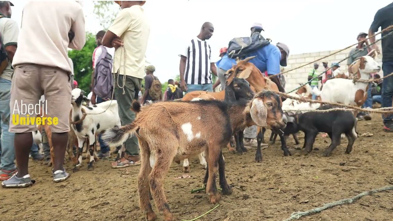 Kabrit peyi menase pou disparèt an Ayiti.