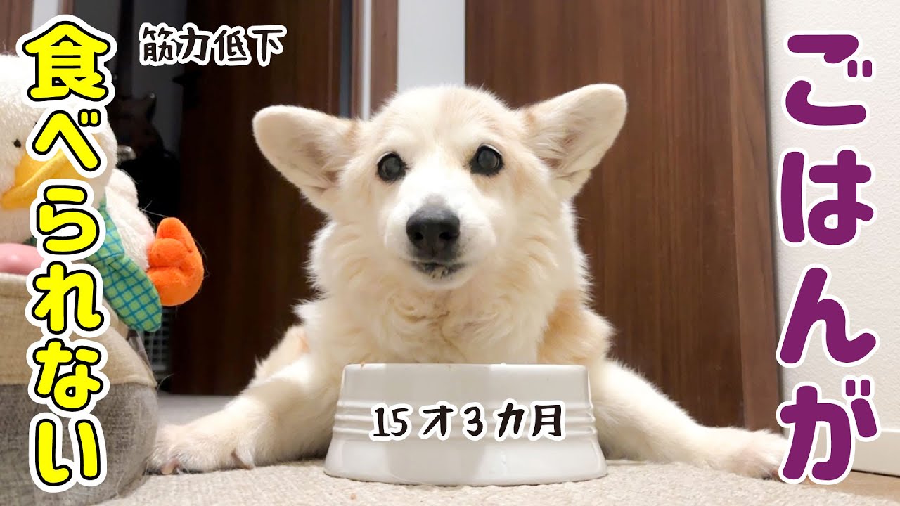 ごはんが食べられなくなりました【15才コーギー】