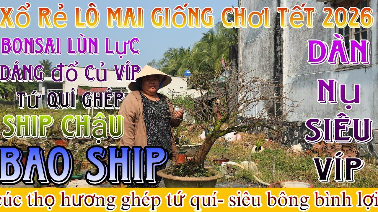 🌈1/2/2026☎️0365328978(C.Trang)🔥xổ rẻ lô mai cúc thọ hương ghép gốc tứ quí,dảo ông thầy nụ víp