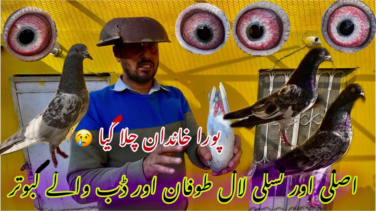 Dub wala Pora khandan khatm kr diya 😟0322-4245546 Maa Baap bachy @choudhryusmankasur 
