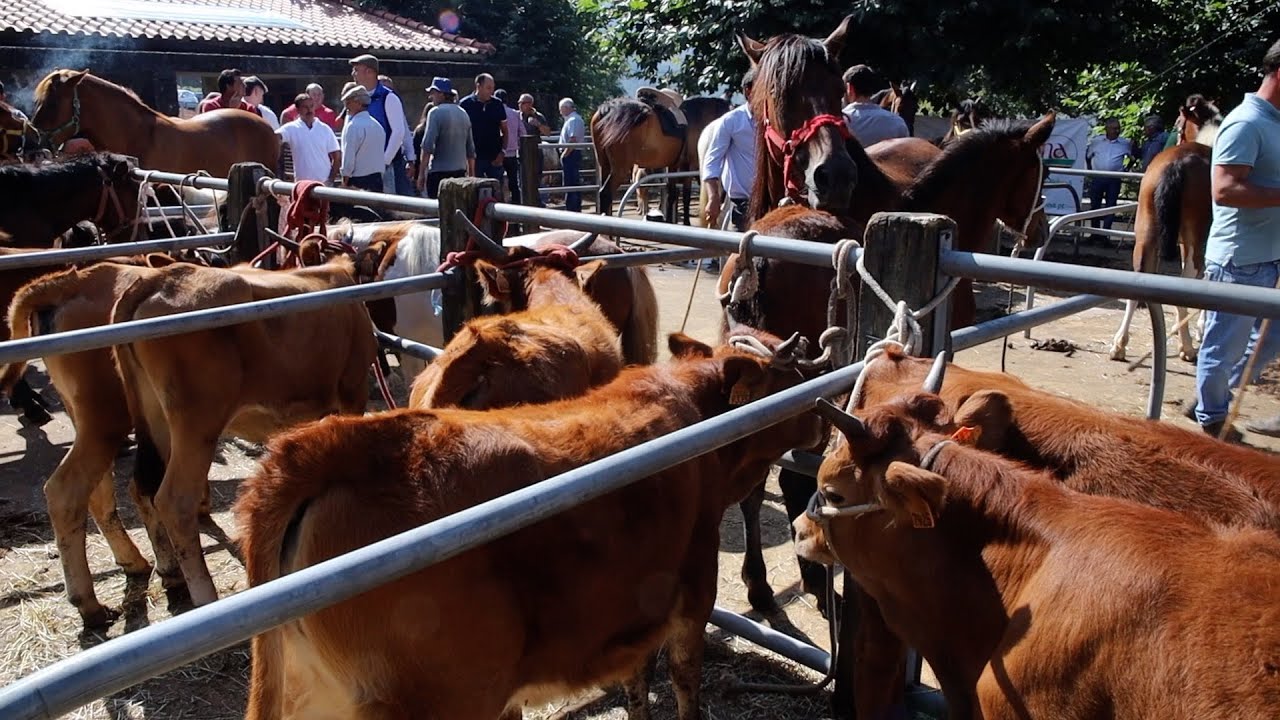 Feira da Portela de Alvite volta a celebrar a identidade rural | Altominho TV