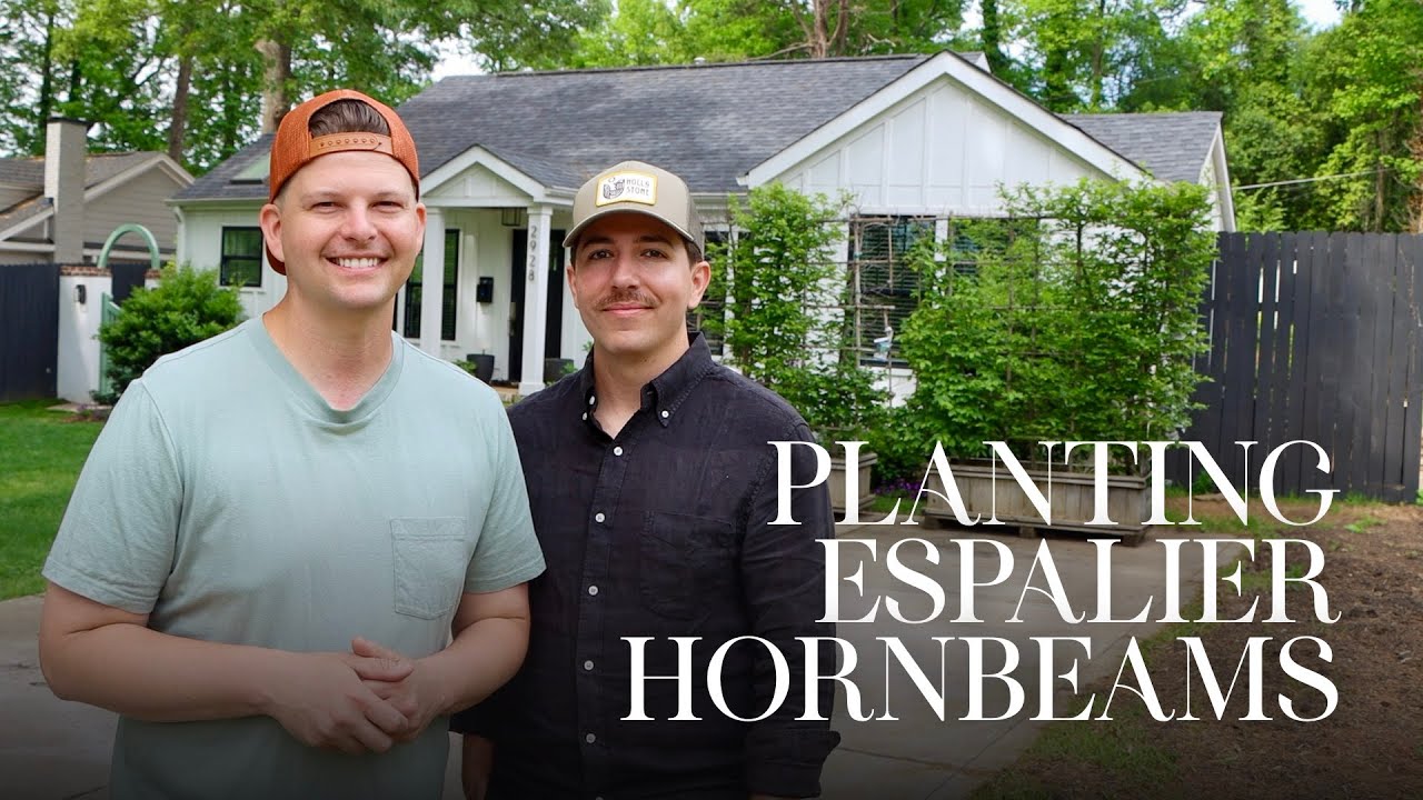Planting Espalier Hornbeams + New Picket Fence | Gardener in Love