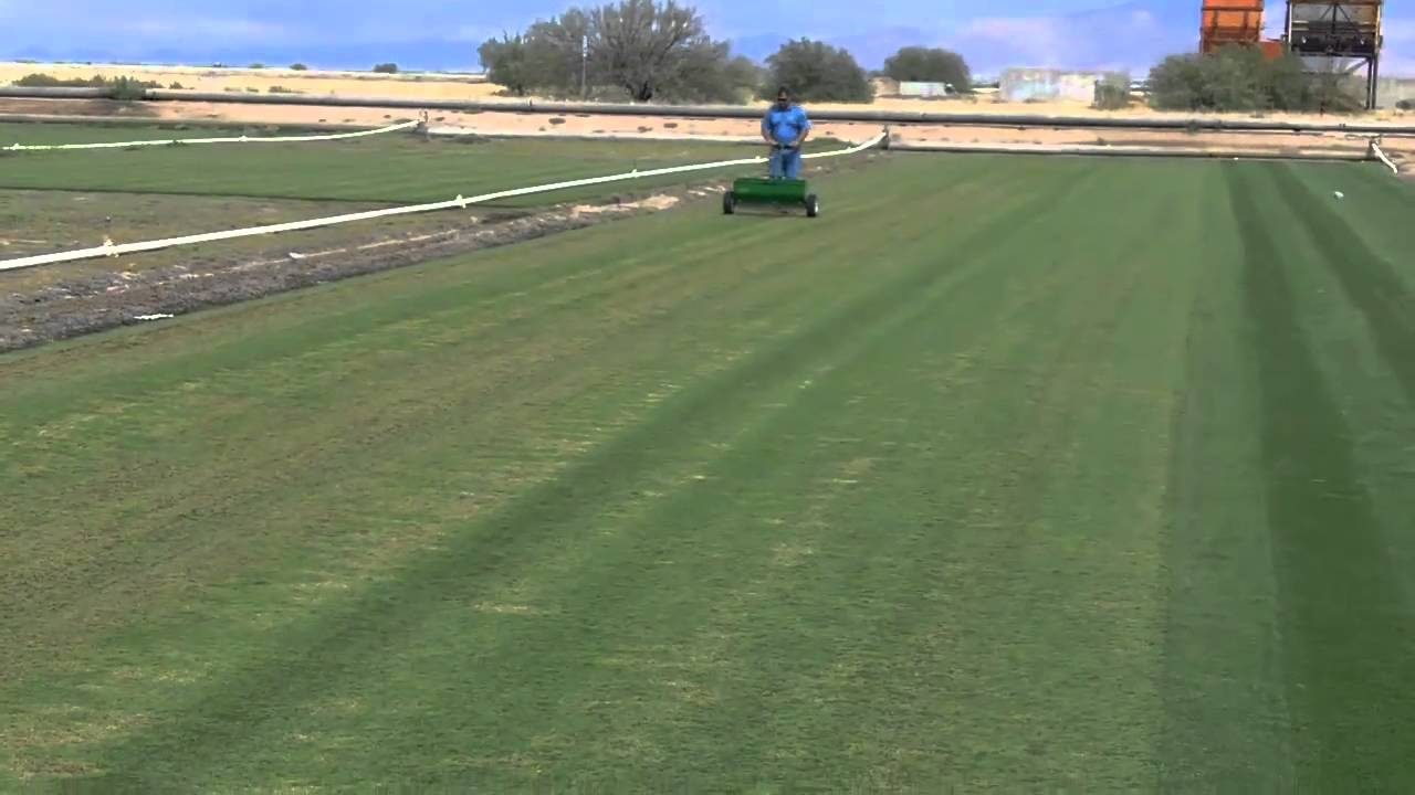 Paspalum Overseed