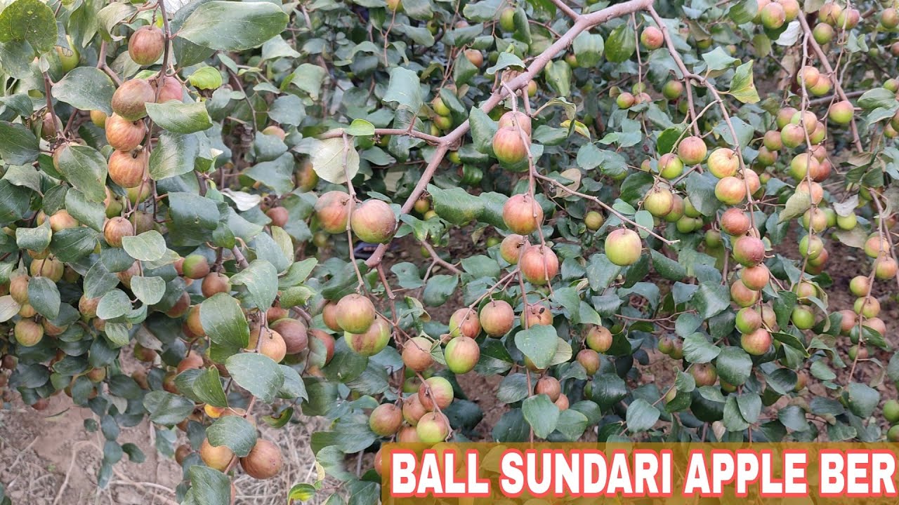 BALL SUNDARI APPLE BER/ BAL SUNDAR BER KI KHETI/ APPLE BER FARMING  CONTACT 8617841041/8768963431
