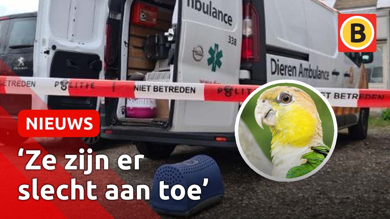 Honderd verwaarloosde papegaaien ontdekt in loods | Omroep Brabant