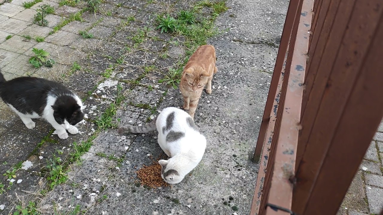 gatta in calore 7