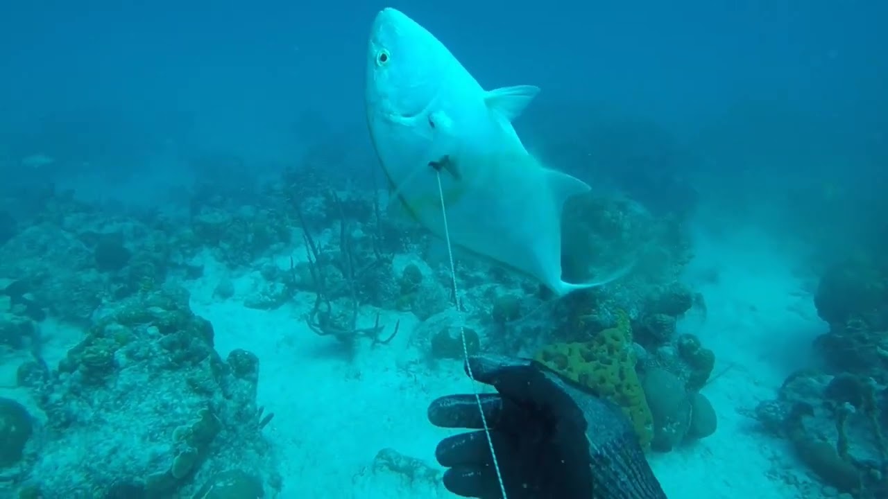 Gran pez. Pesca submarina en Venezuela