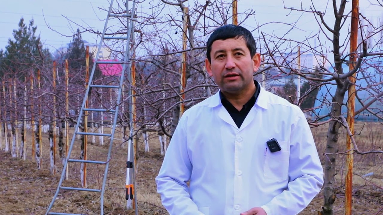 Fuji olma daraxtlariga shakl berish va o‘stirish usullari